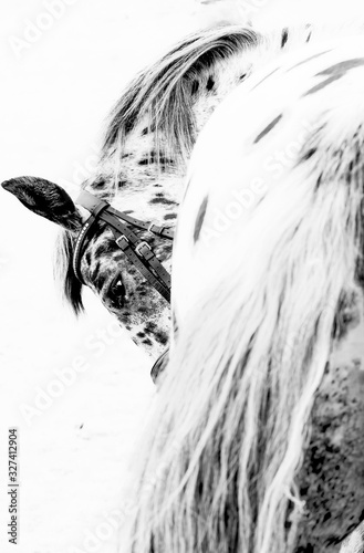 Naklejka horse equine 
