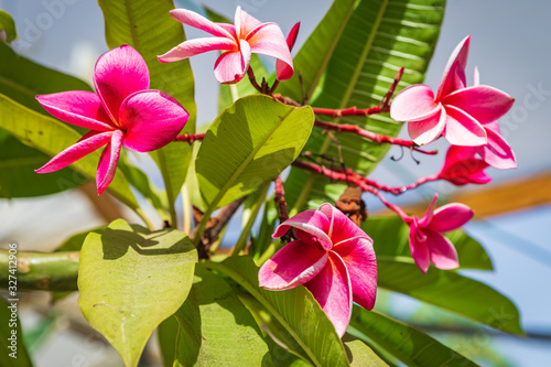 Pink flowers on odorous plumeria tree