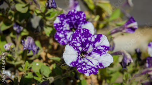 Some white and violet flowers of petunia