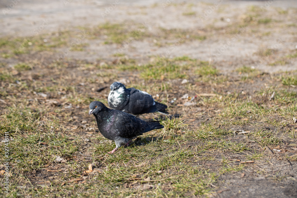 Obraz premium Two pigeons in a city park.