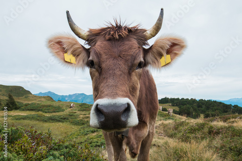 Funny cow face in swiss mountains looking into camera