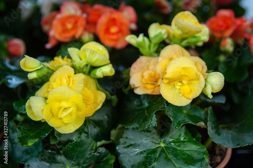 Yellow flowers begonias macro, spring-summer decorative flowers flowers