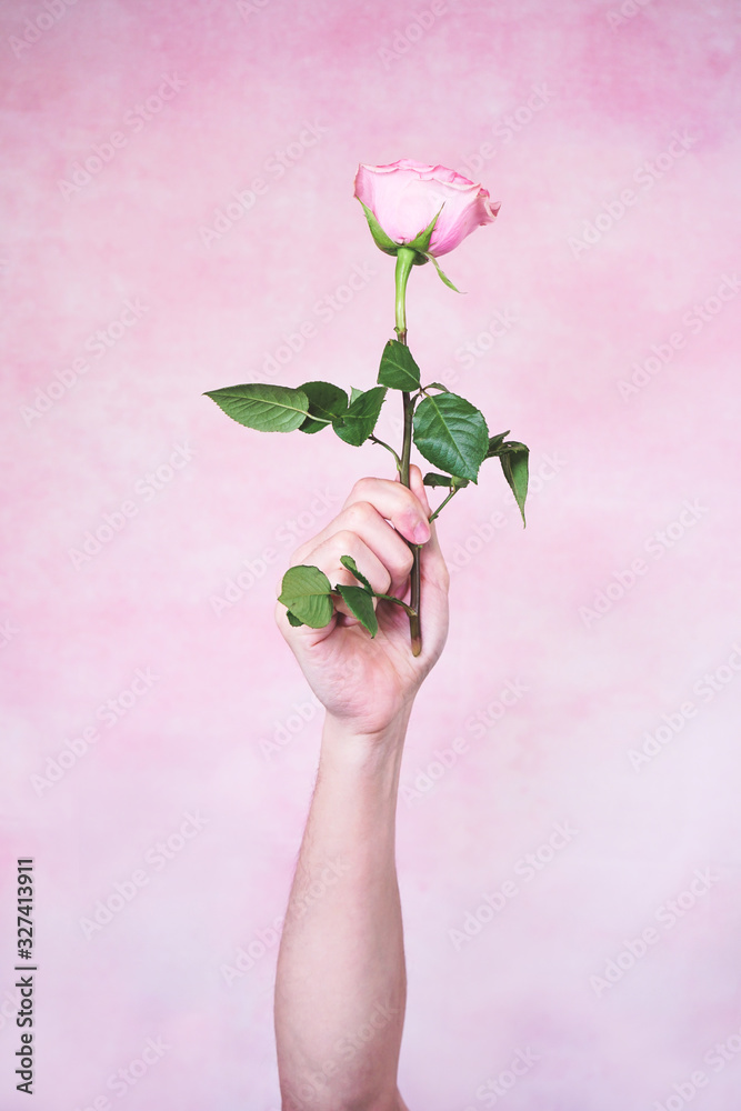 Man's hand holding a pink rose