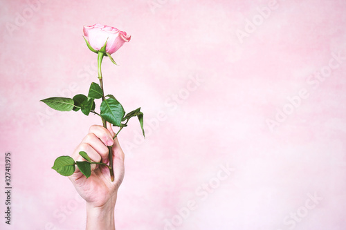 Man's hand holding a pink rose photo