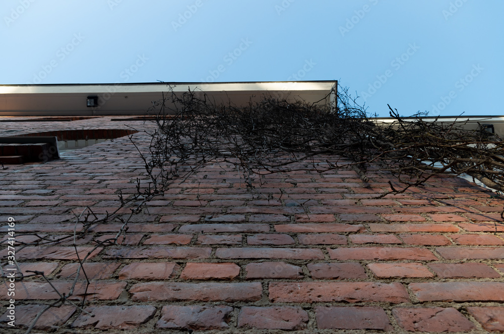 vine plant on a brick wall