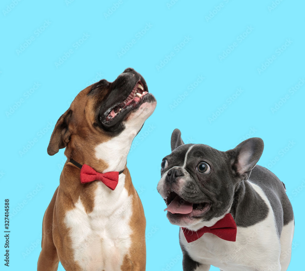 Happy Boxer wearing bowtie and excited French bulldog panting