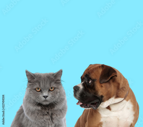 British Long hair cat and curious Boxer looking at it