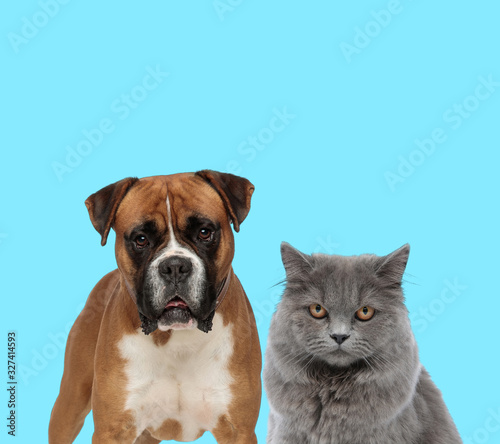 Dutiful Boxer looking forward beside British Long hair cat