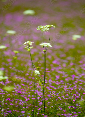 Mother load yampa in a field of Purple flowers, Highway 4, Sierra Nevada photo