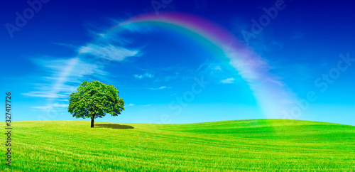 Idyll  panoramic view  lonely tree with rainbow on green field