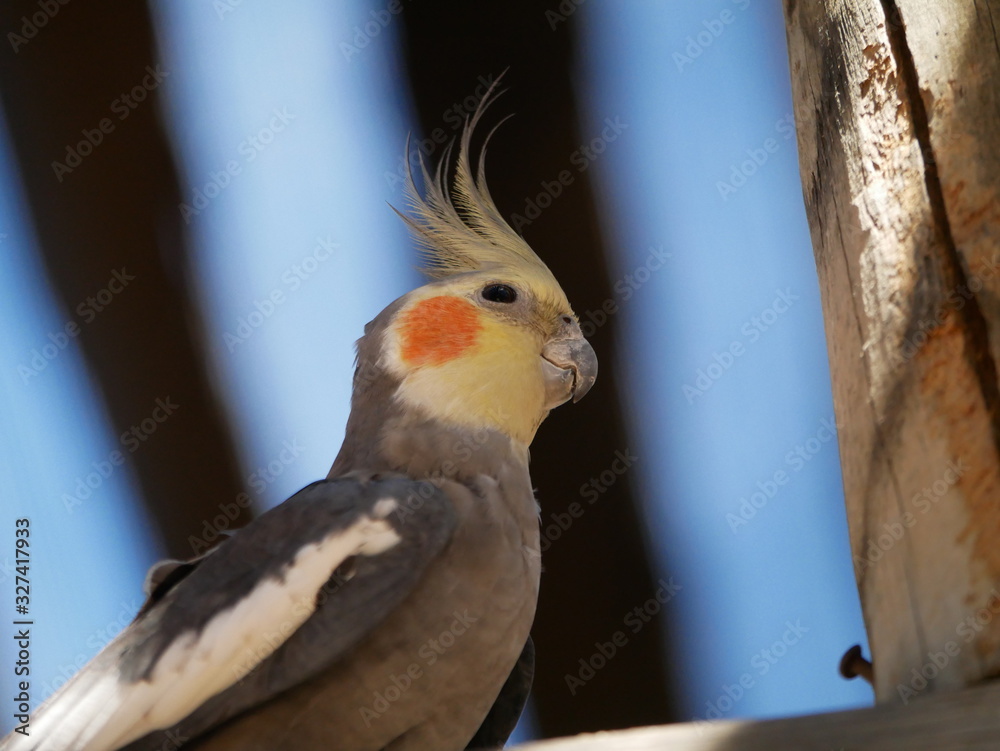 Grey Cockatiel sitting on a wooden bar in Western Australia, Australia Grey Cockatiel sitting on a wooden bar in Western Australia, Australia