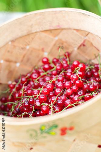 closeup summertimes berries red currant in basket of birch bark