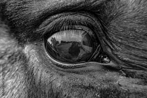 The eye of a horse in black and white  © Jesse