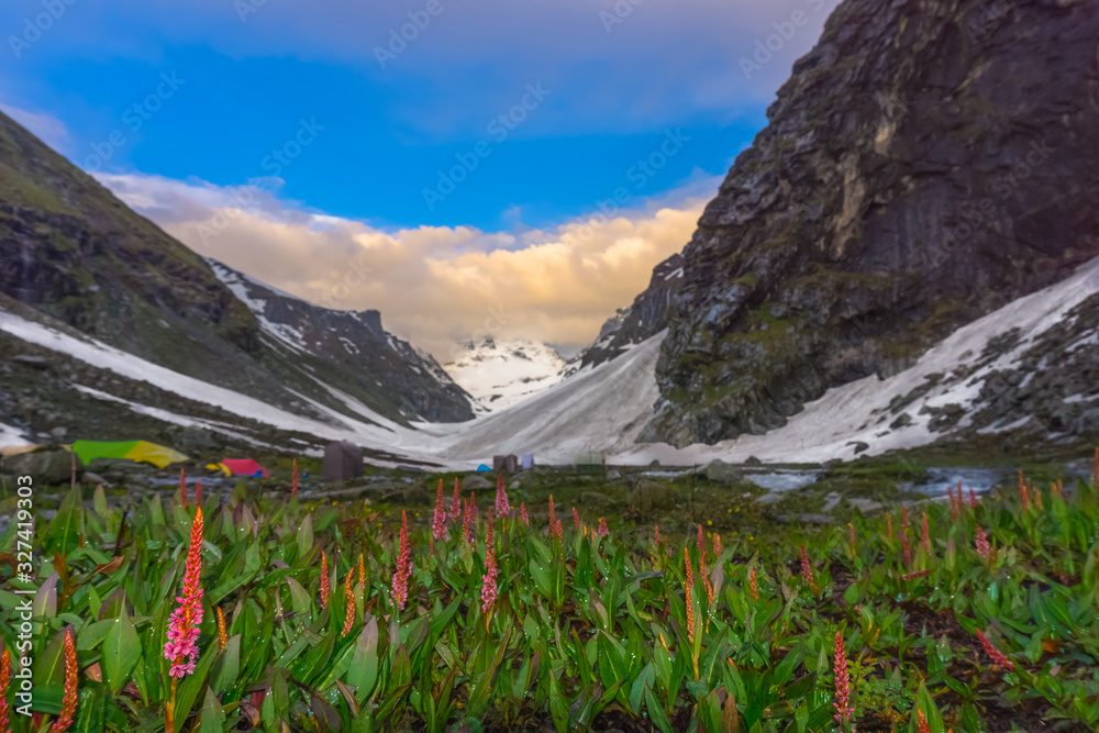 Wild Flowers Snow Himalaya Hampta pass Trek