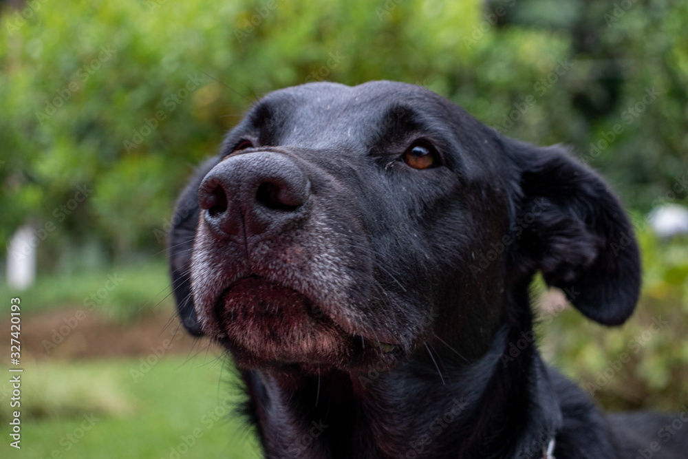 black dog black dog