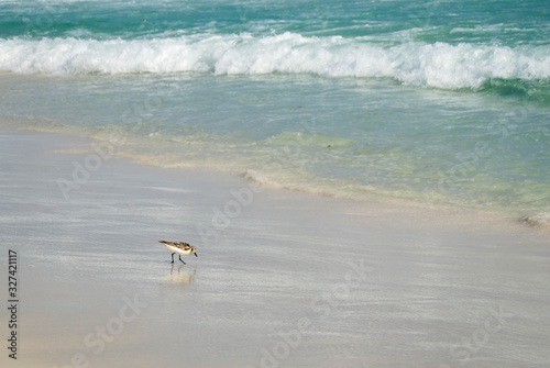 Sandpiper bird feeding by the ocean