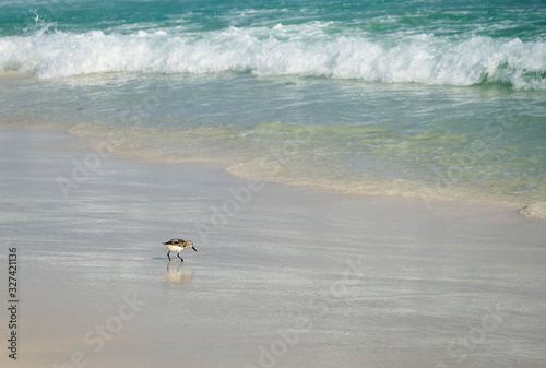 Sandpiper walking by the ocean