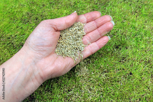 hand spreading grass seed on to a patchy lawn