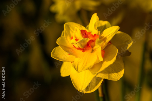 Amazing yellow huge bright daffodils in sunlight