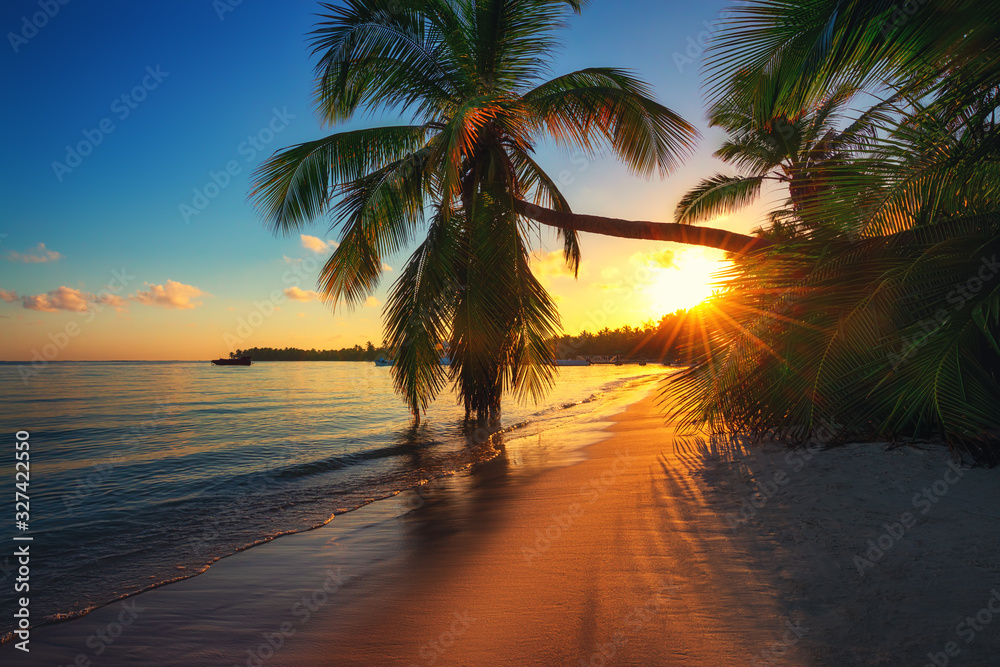 Palm trees on a tropical island beach, sunrise shot - obrazy, fototapety, plakaty 