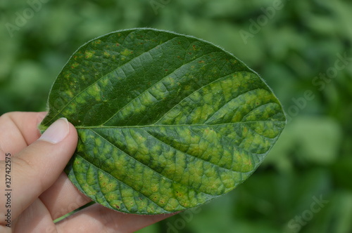 Isolated soybean leaf showing disease symptom caused by fungal infection