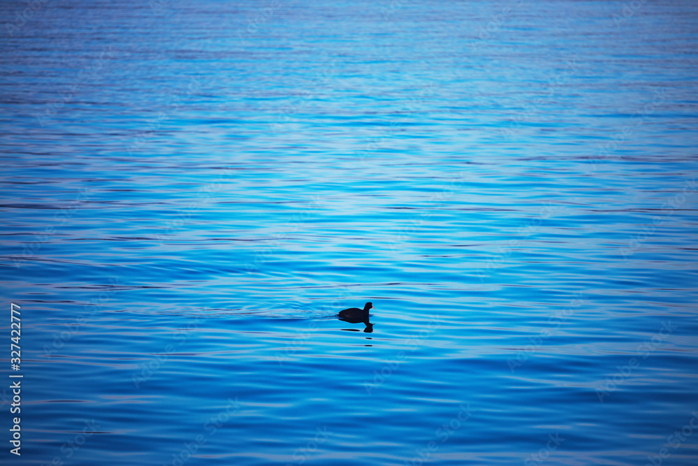 Little duck swimming on blue ripple water Little duck swimming on blue ripple water