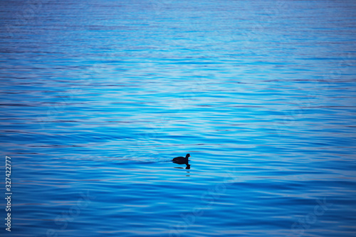 Little duck swimming on blue ripple water