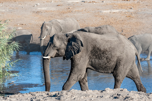 A giant African Elephant -Loxodonta Africana- walking in front of a waterhole in Etosha National Park  Namibia.