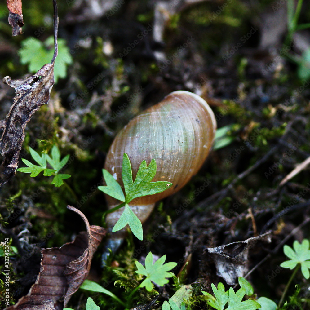 Snail shell found near a swamp during the summer season. Forest wildlife in Ontario, Canada. Snail shell found near a swamp during the summer season. Forest wildlife in Ontario, Canada.