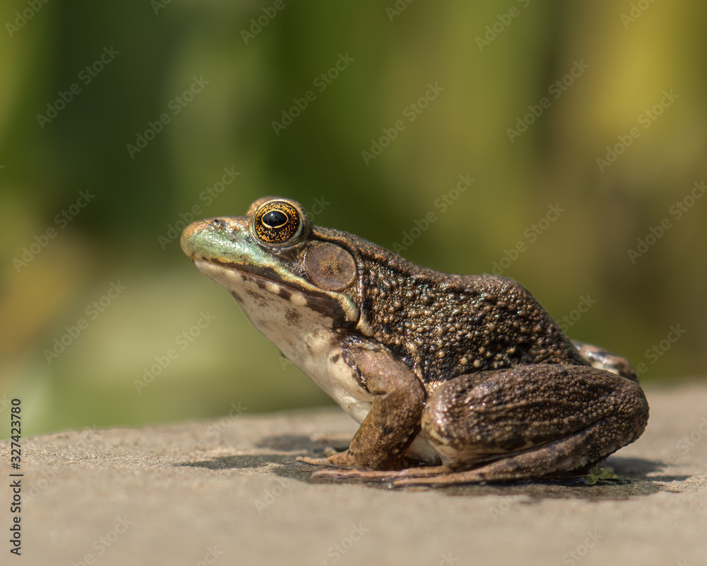 Closeup of a frog with big eyes sitting om a platform. Closeup of a frog with big eyes sitting om a platform.