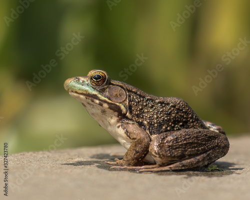 Closeup of a frog with big eyes sitting om a platform. 