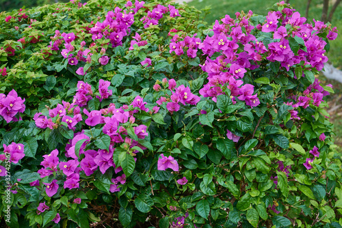 Bushes with purple flowers
