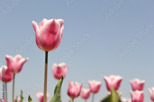 beautiful pink tulips and a blue sky in the background in holland in springtime