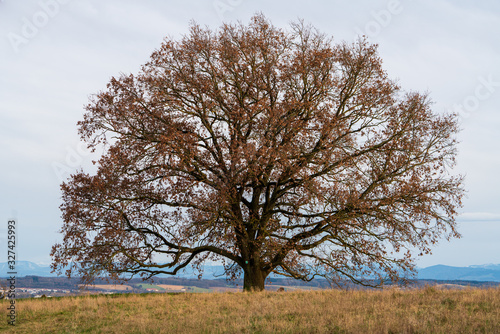 Großer alter Baum auf einer Wiese
