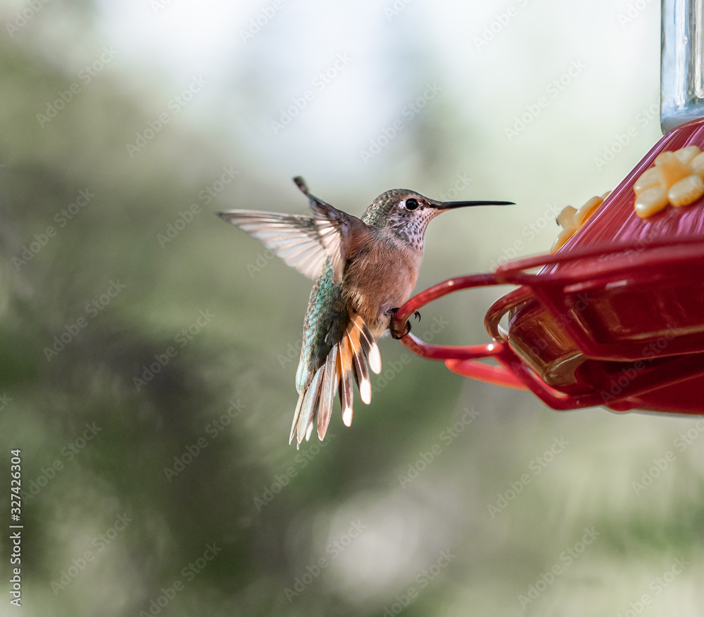Fototapeta premium A green and orange Rufous Hummingbird landing on a bright red humming bird feeder