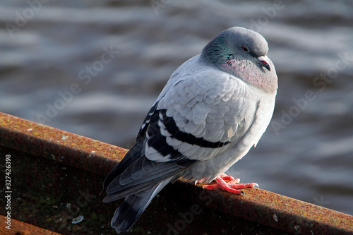 Pigeon, City pigeon, Wild pigeon, Vegesack, HS Bremen, Germany, Europe photo