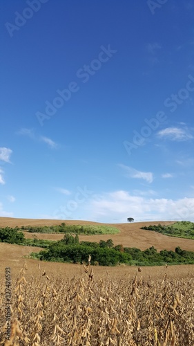 Composição vertical de paisagem paranaense com plantação de soja madura, céu azul e nuvens ao fundo. photo