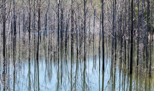 Dead forest, Springbrook National Park Australia