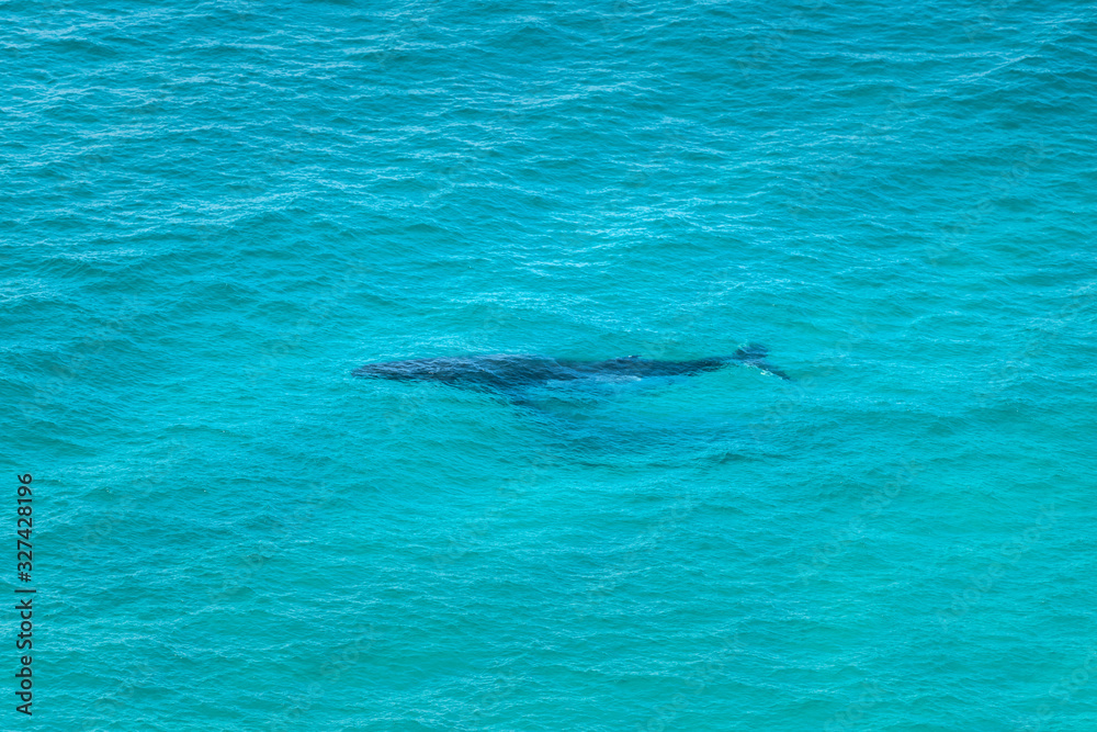 Naklejka premium Humpback whale swimming in the crystal clear water, Byron Bay Australia