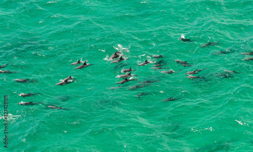 A pod of dolphin swimming in the crystal clear water, Byron Bay Australia