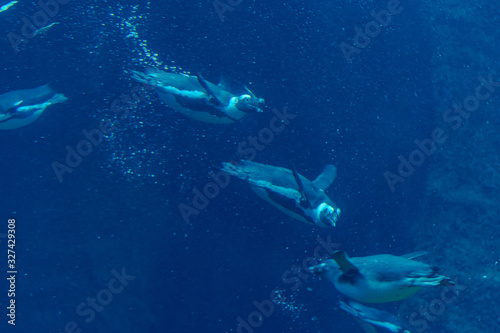 penguins diving underwater