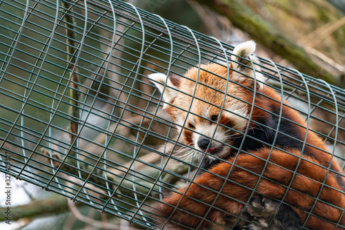 red panda in a wire tunnel