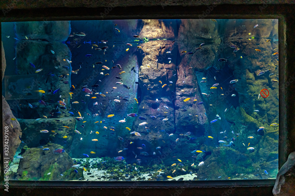 exotic fish in an aquarium