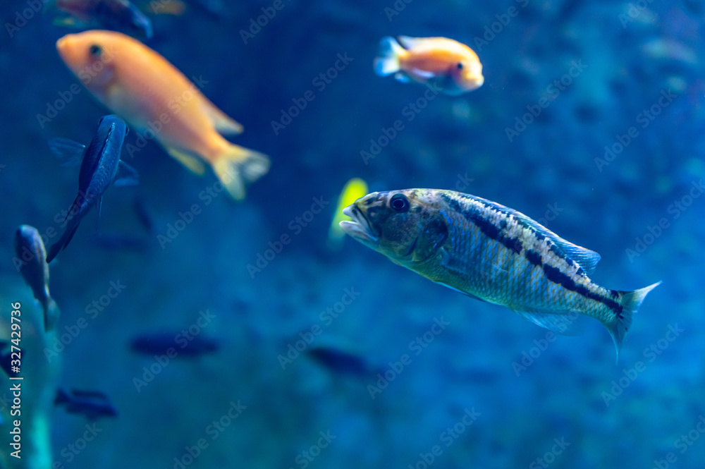 exotic fish in an aquarium