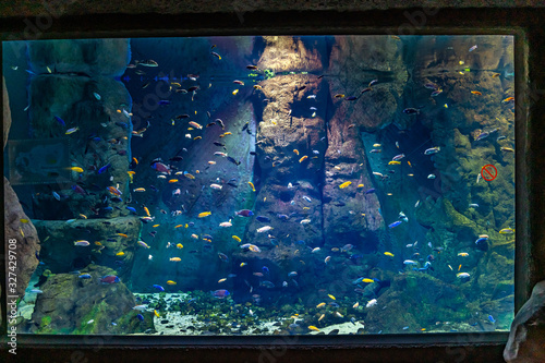 Photo exotic fish in an aquarium