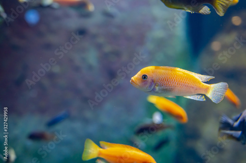 exotic fish in aquarium
