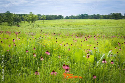 Compas plants tower above the surrounding prairie vegetation at a restored midwest prairie. photo