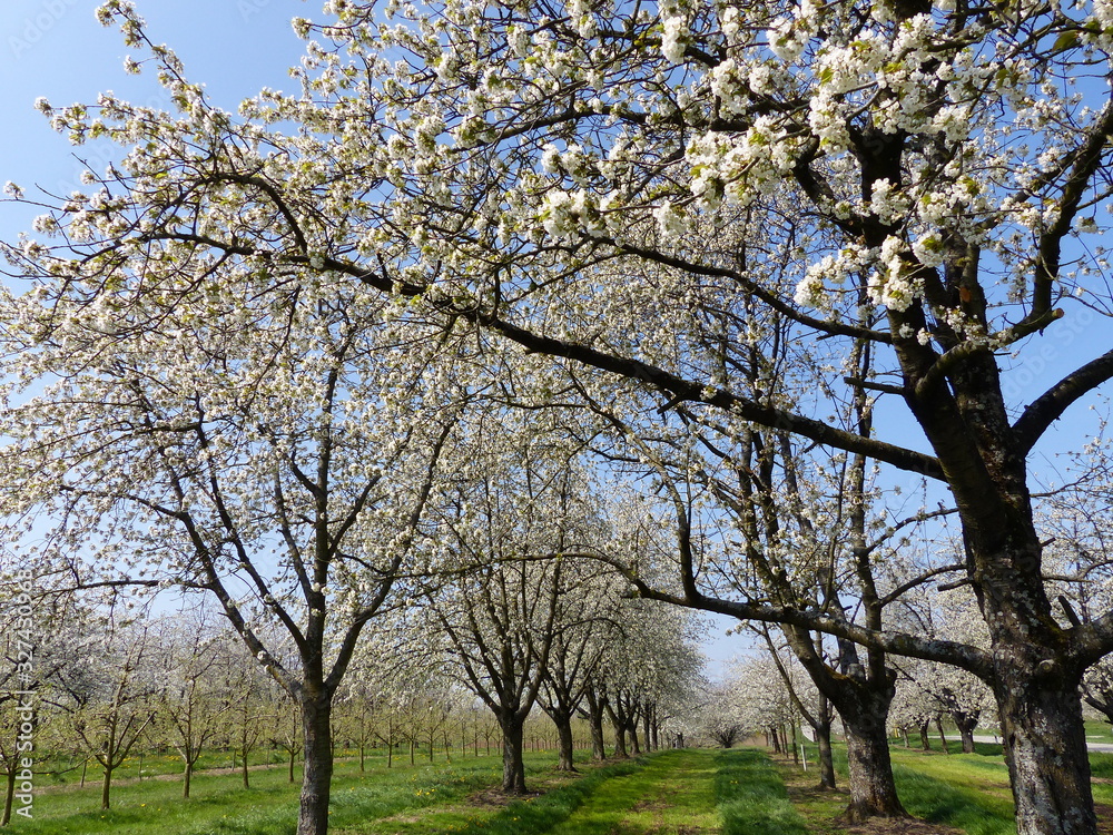 Blick auf blühende Kirschbäume
