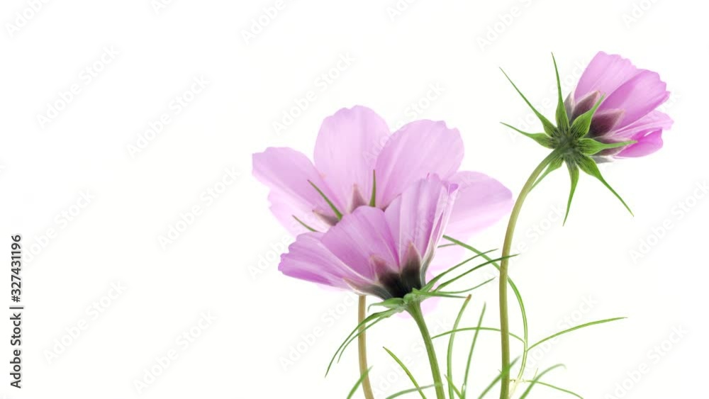 Cosmos flowers open closeup. Timelapse of bright pink colorful Cosmos summer flower blooming over white background. Time lapse of spring bunch flowers opening, close-up. Holiday Easter bouquet Cosmos flowers open closeup. Timelapse of bright pink colorful Cosmos summer flower blooming over white background. Time lapse of spring bunch flowers opening, close-up. Holiday Easter bouquet
