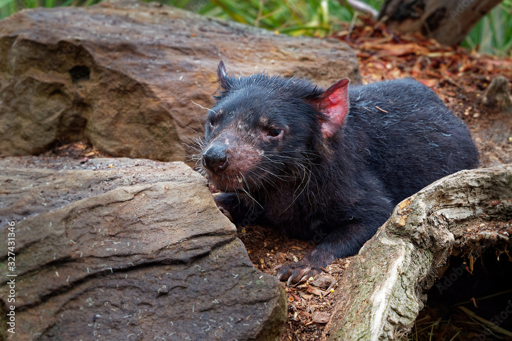 Tasmanian Devil - Sarcophilus harrisii carnivorous marsupial family Dasyuridae, native to mainland Australia and Tasmania, size of a small dog, it became the largest carnivorous marsupial Tasmanian Devil - Sarcophilus harrisii carnivorous marsupial family Dasyuridae, native to mainland Australia and Tasmania, size of a small dog, it became the largest carnivorous marsupial